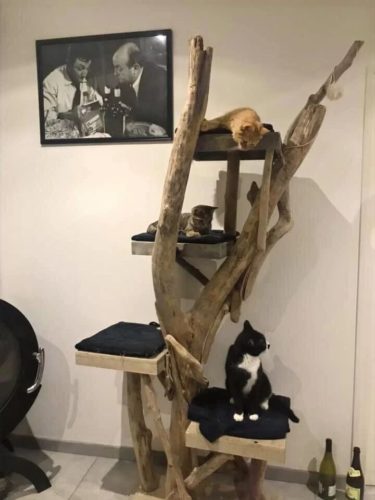 Arbre à Chat Naturel En 35 Modèles Bois Réel Et Branches