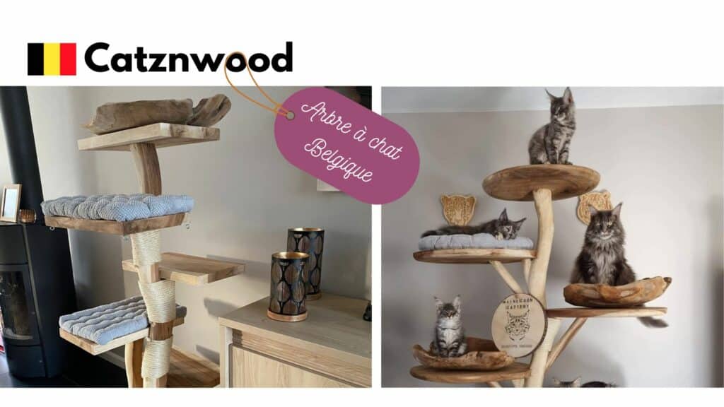 arbre a chat bois naturel catznwood