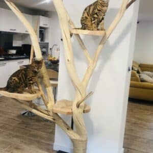arbre a chat en bois naturel