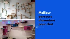 meilleur parcours aventure pour chat