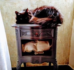sommeil du chat