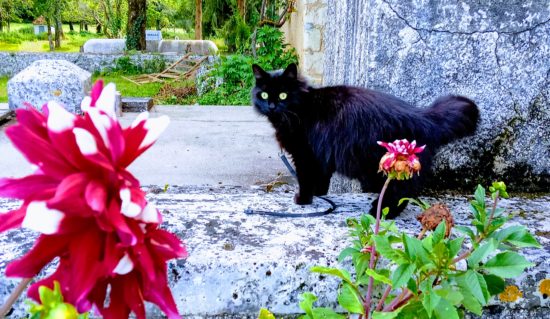 antiparasitaires chat naturel ou chimique