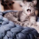 panier chat laine torsades
