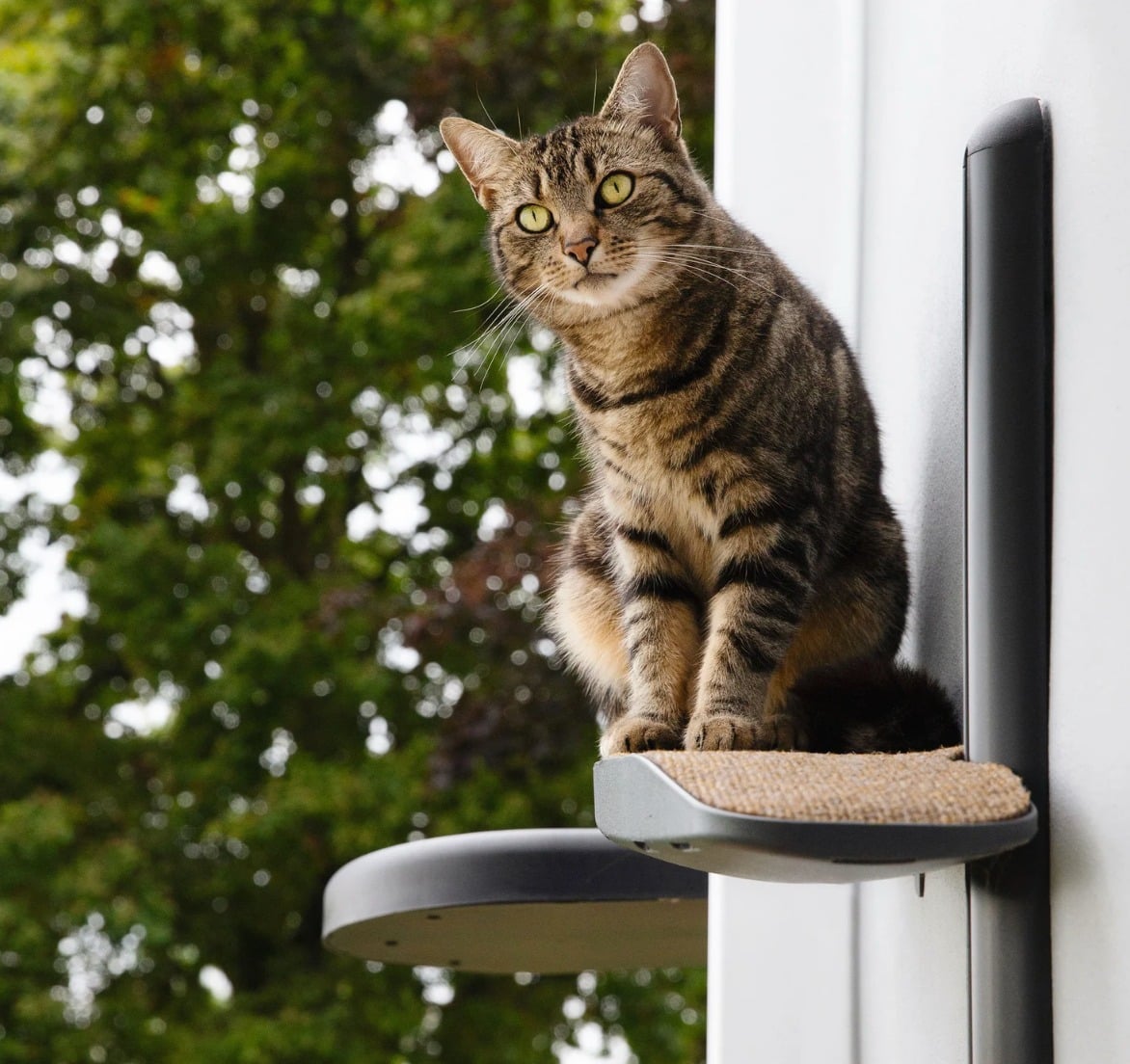 plateformes arbre a chat exterieur