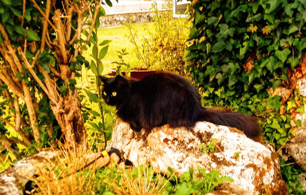 proteger le chat de la canicule