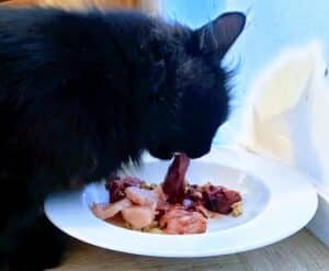 espace nourriture sans passage inconnus et offrant au chat une bonne visibilite