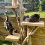 arbre a chat bois flotte exterieur