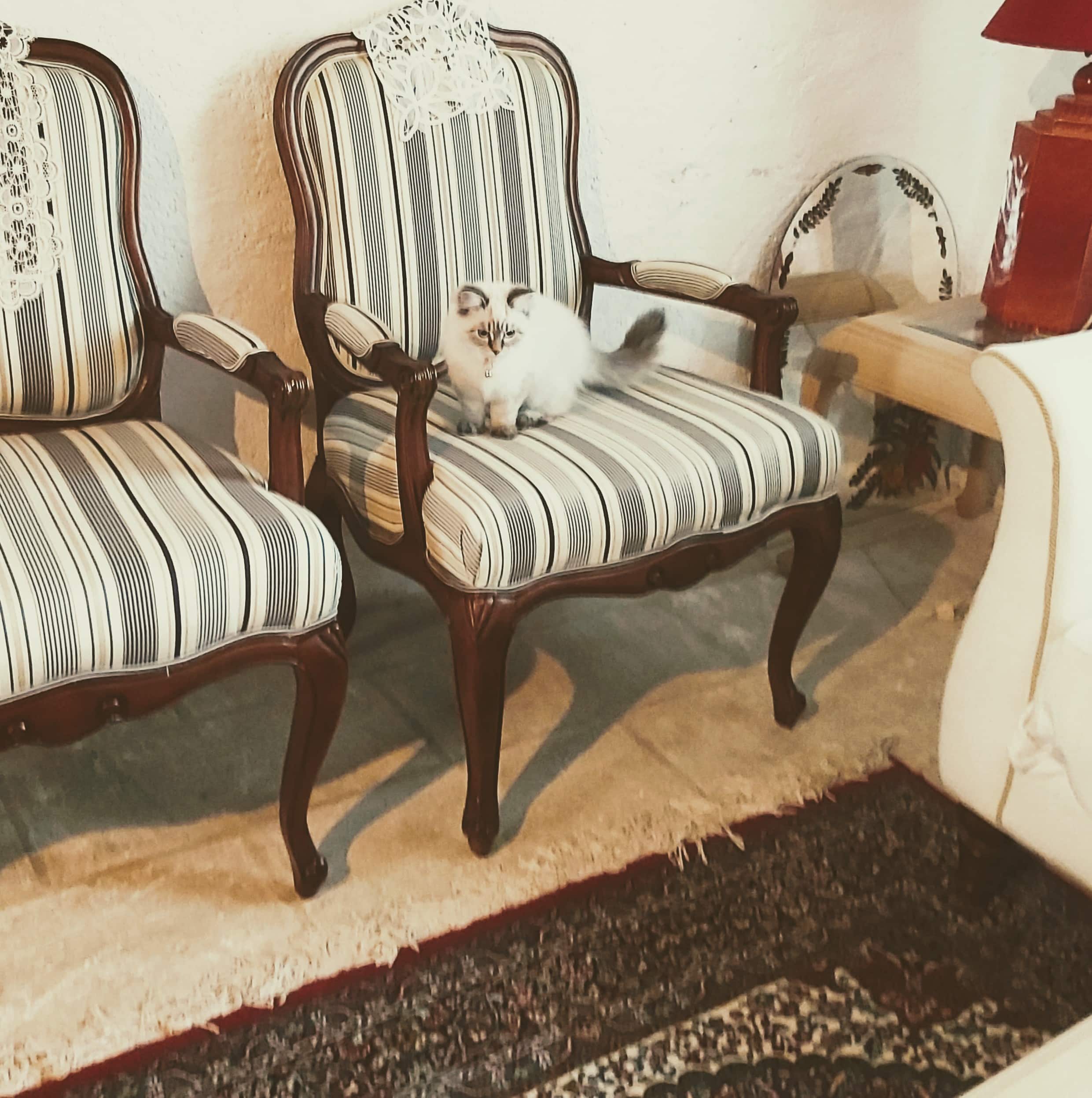 chat assis fauteuil tapis persan