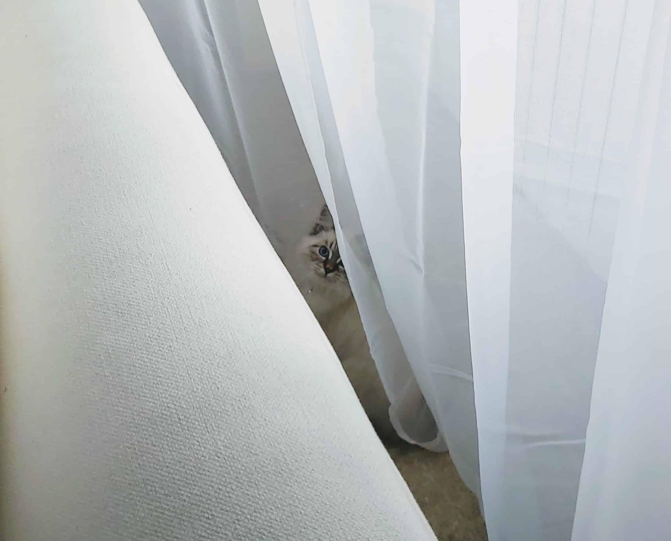 chat au coin du voile de rideau