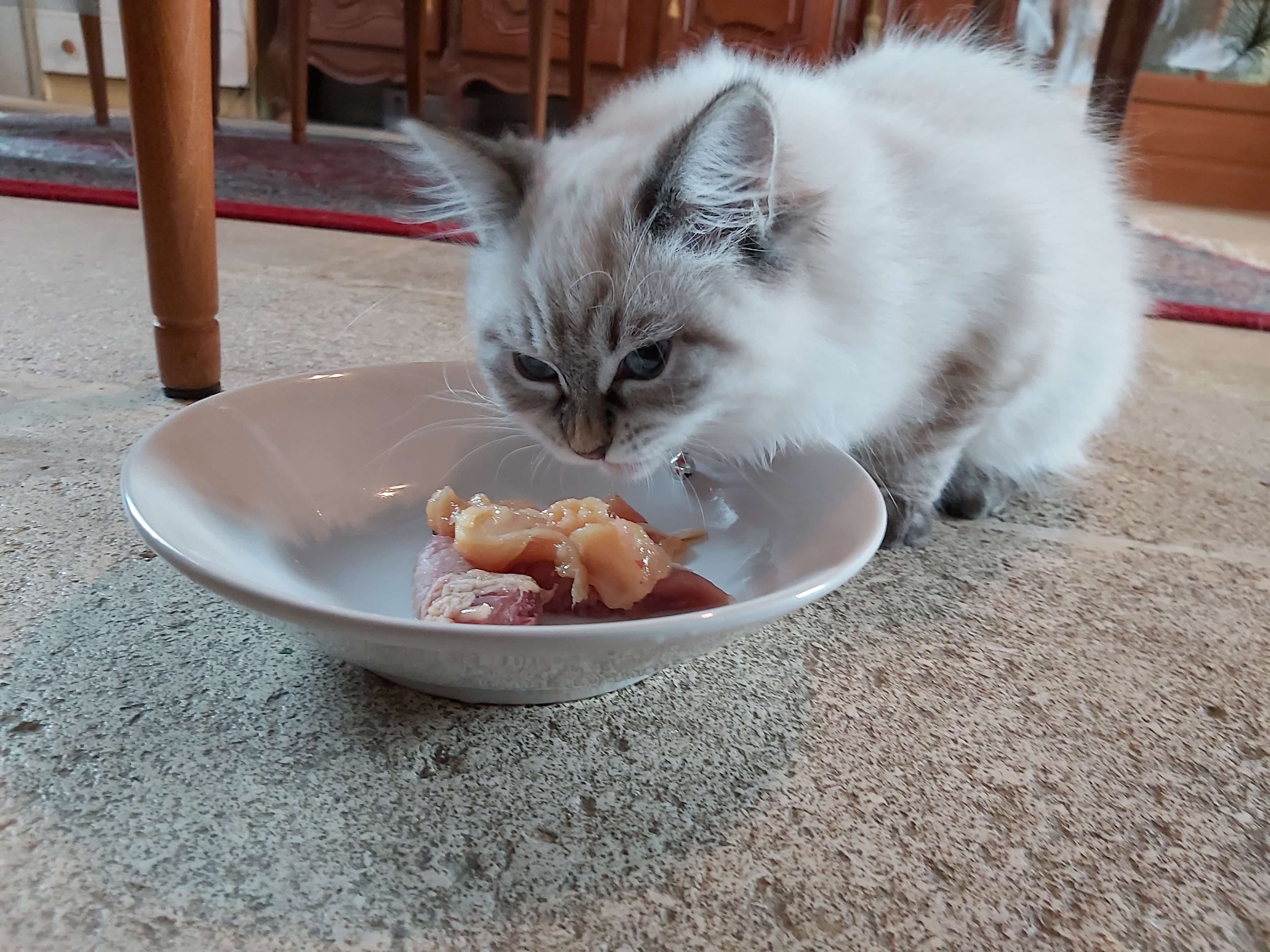 chat barf tapis persan