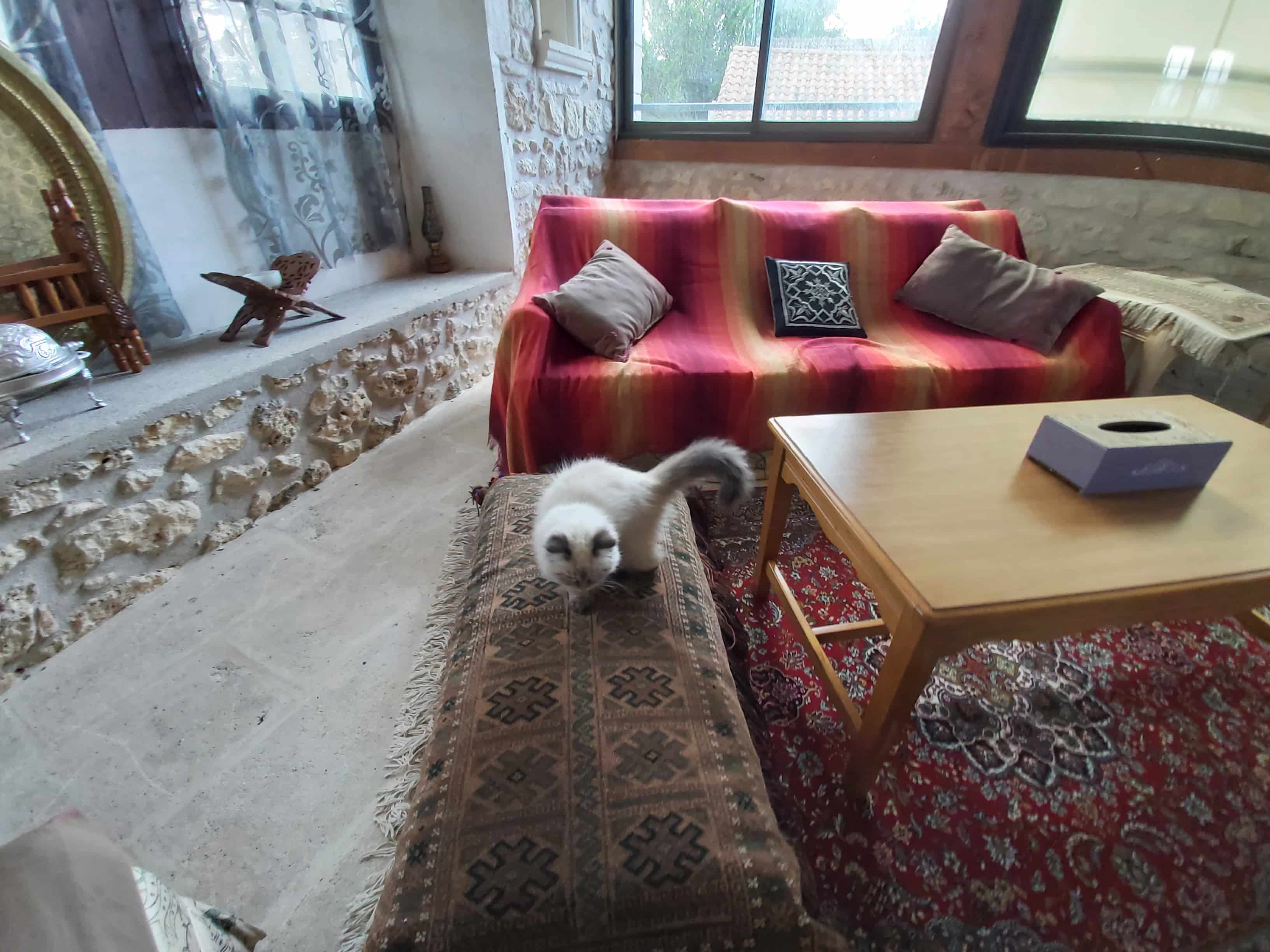 chat coussin tapis persan