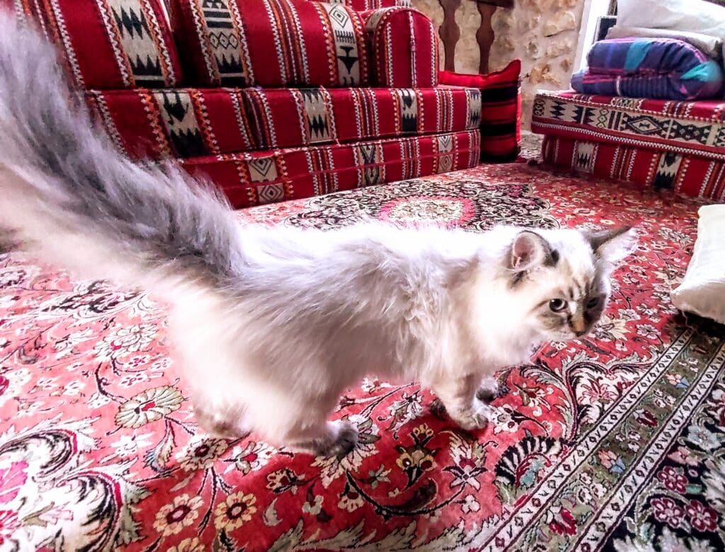 chat siberien tapis persan rouge
