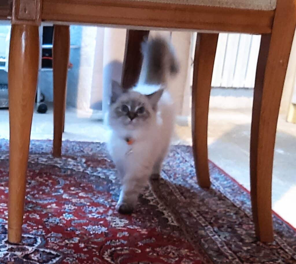 chat sous table tapis persan