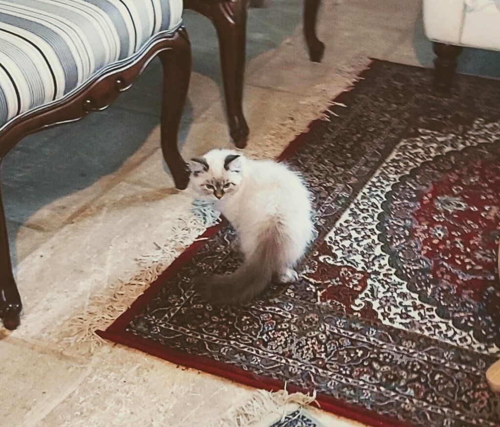 chat tapis persan rouge