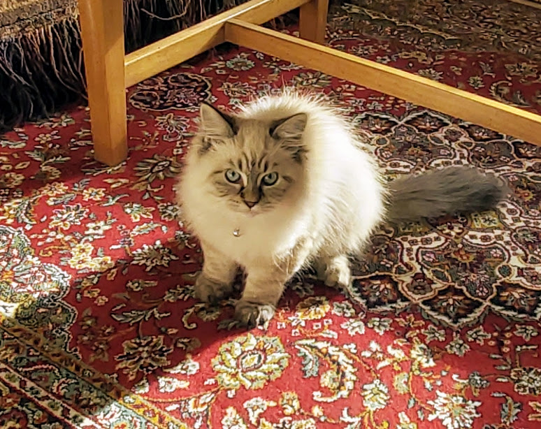 chat siberien blanc et gris