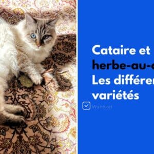 cataire et herbe au chat