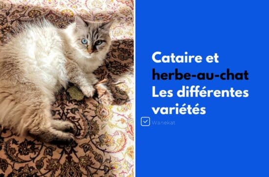 cataire et herbe au chat