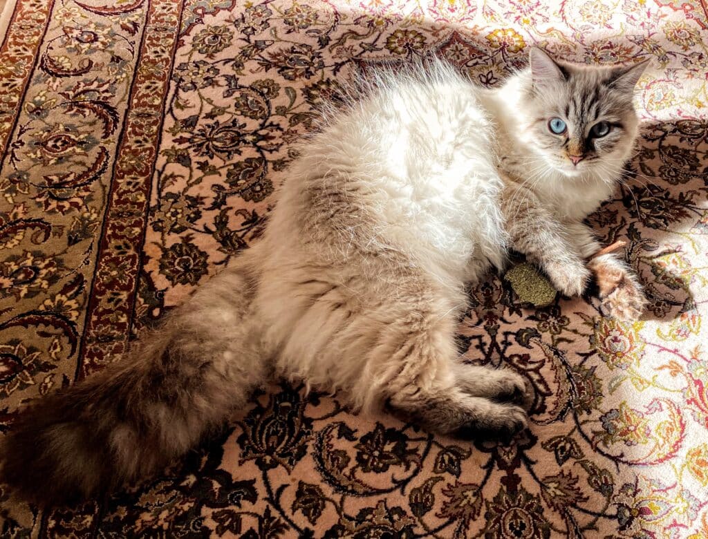 mon chat avec un baton herbe au chat