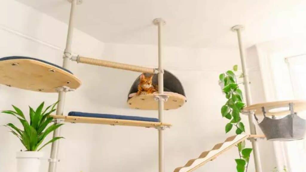 arbre a chat modulable personnalise