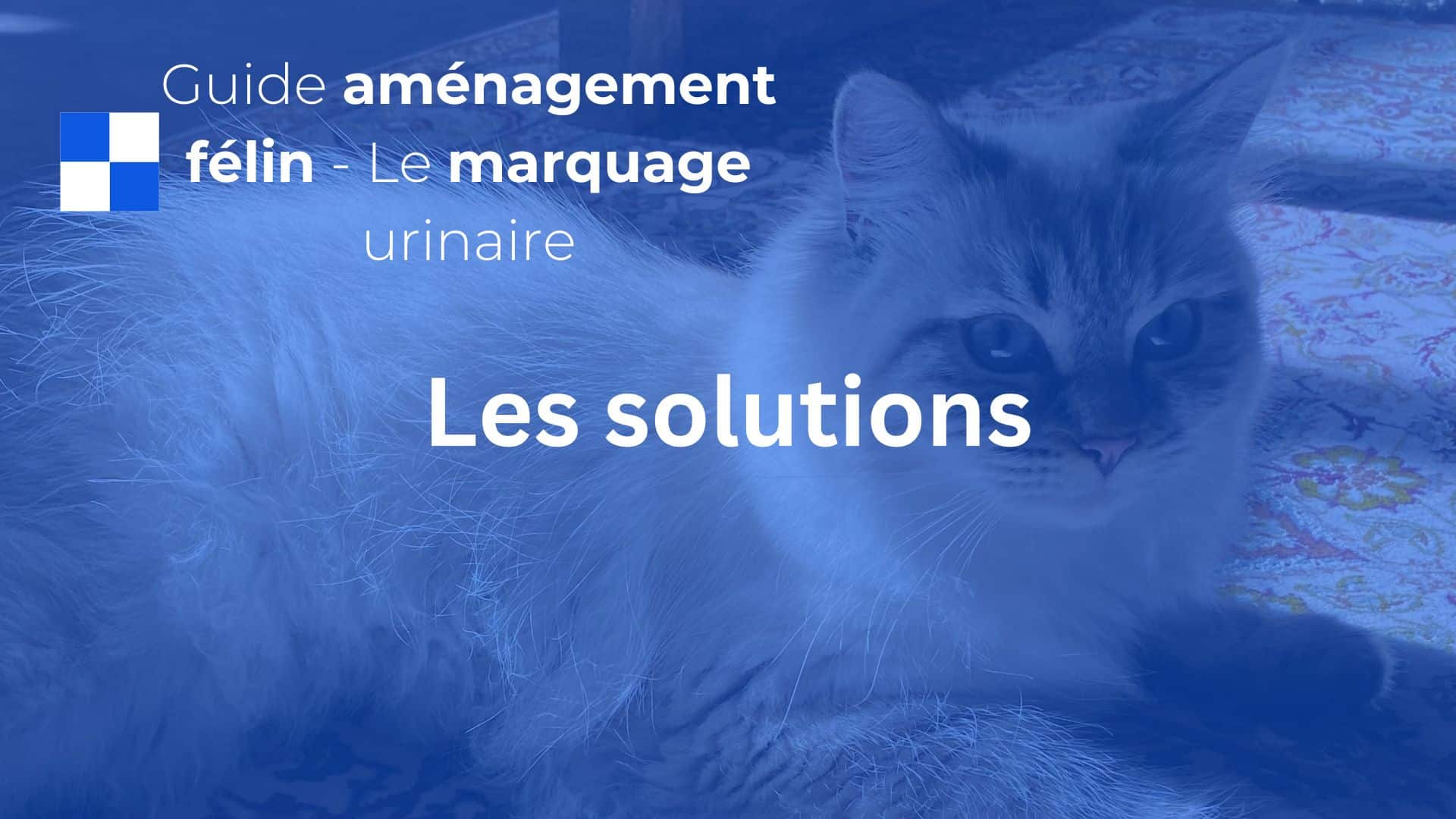 solutions chat marquage urinaire