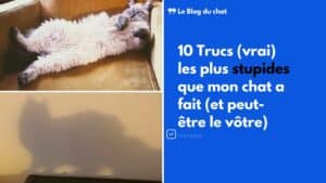 10 Trucs les plus stupides que mon chat a fait
