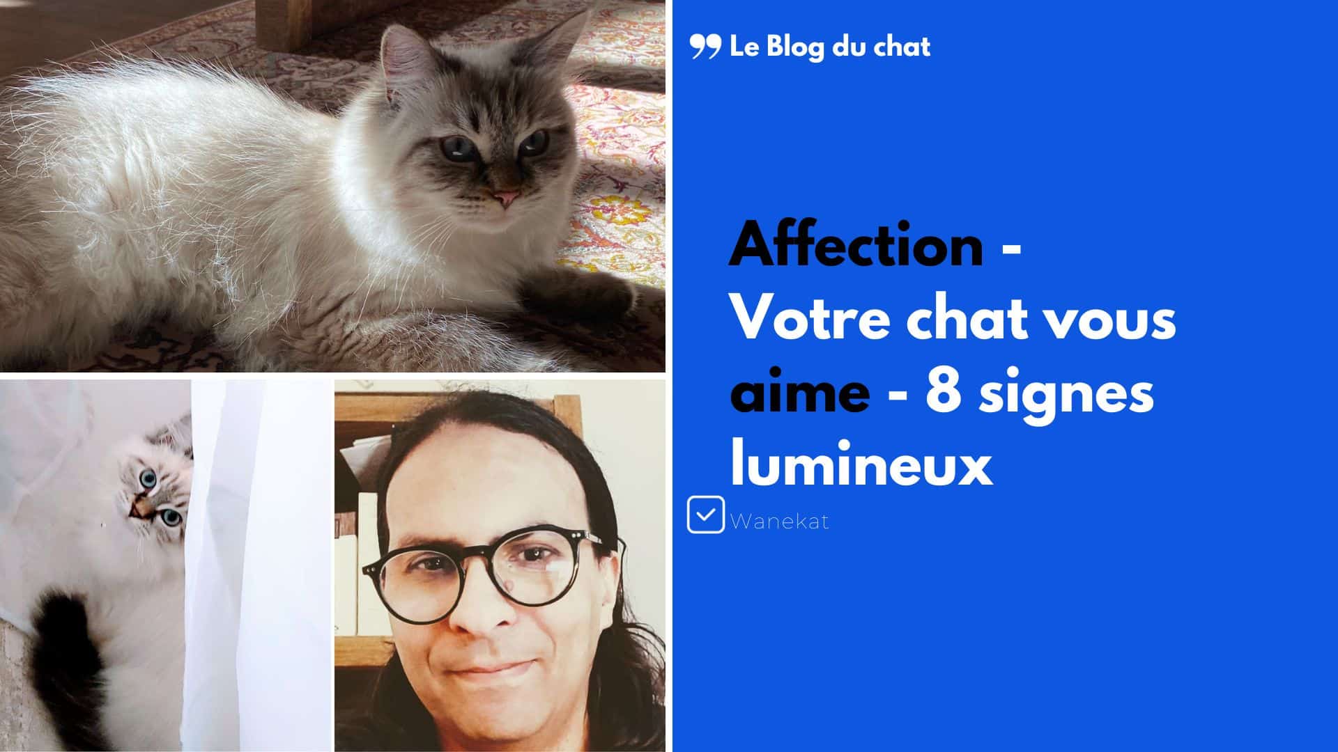 Les Phéromones du Chat : c'est quoi ? - Blog