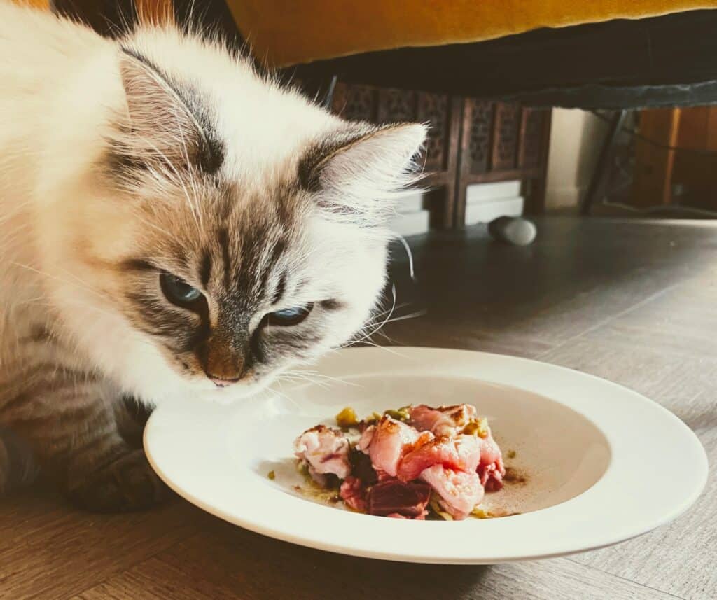 le repas du chat le soir est le plus important