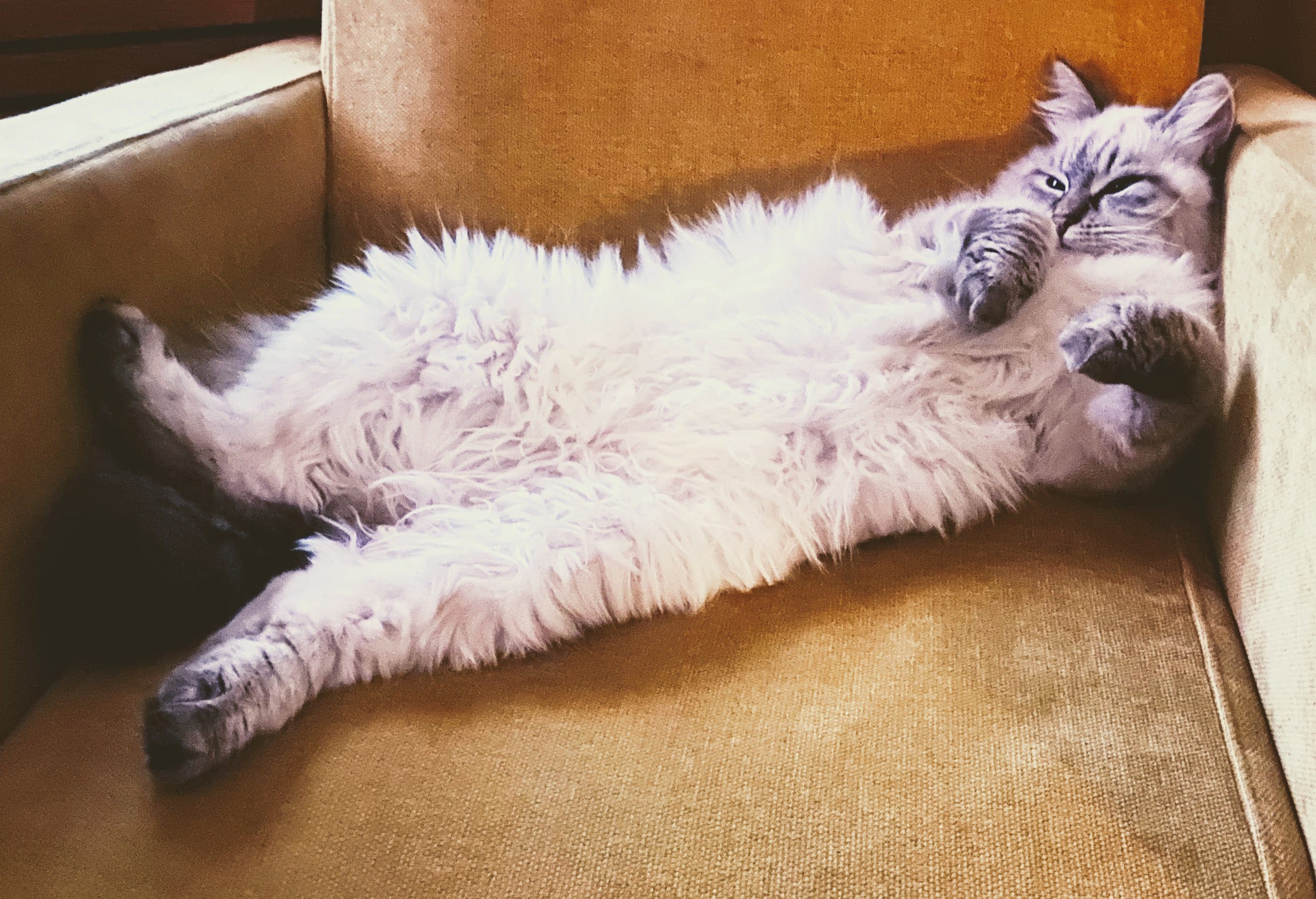 mon chat dort apres son repas du soir