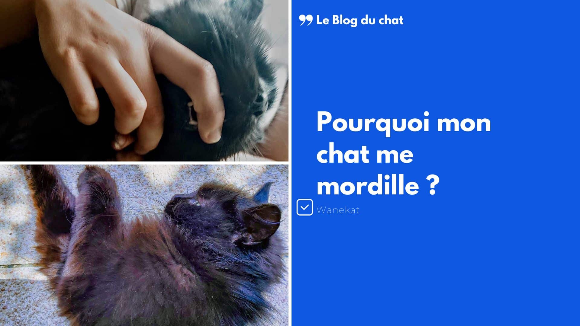 Pourquoi mon chat me mordille Wanekat