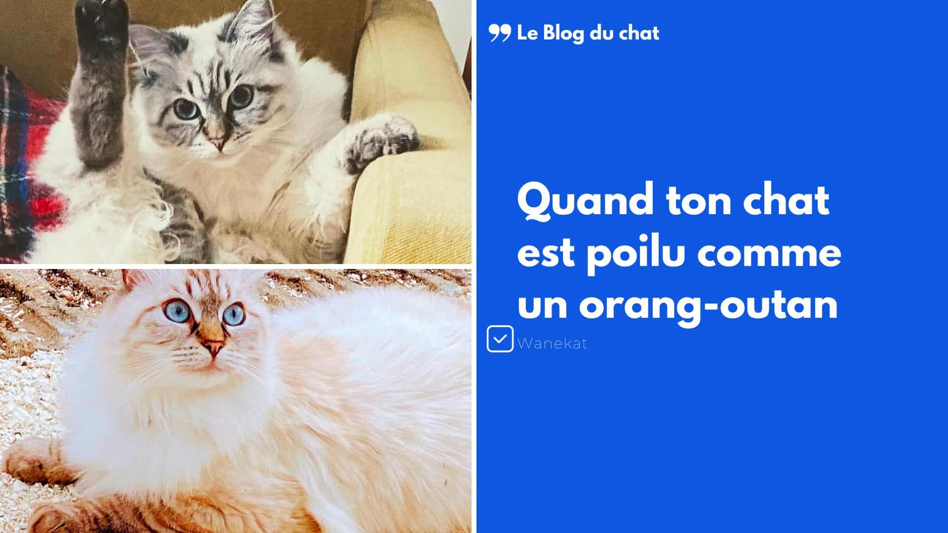 Quand ton chat est poilu comme un orang-outan | Wanekat