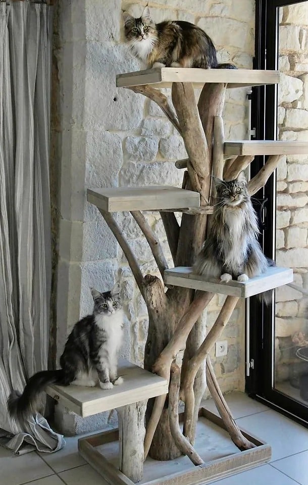 meilleur arbre a chat francais bois flotte