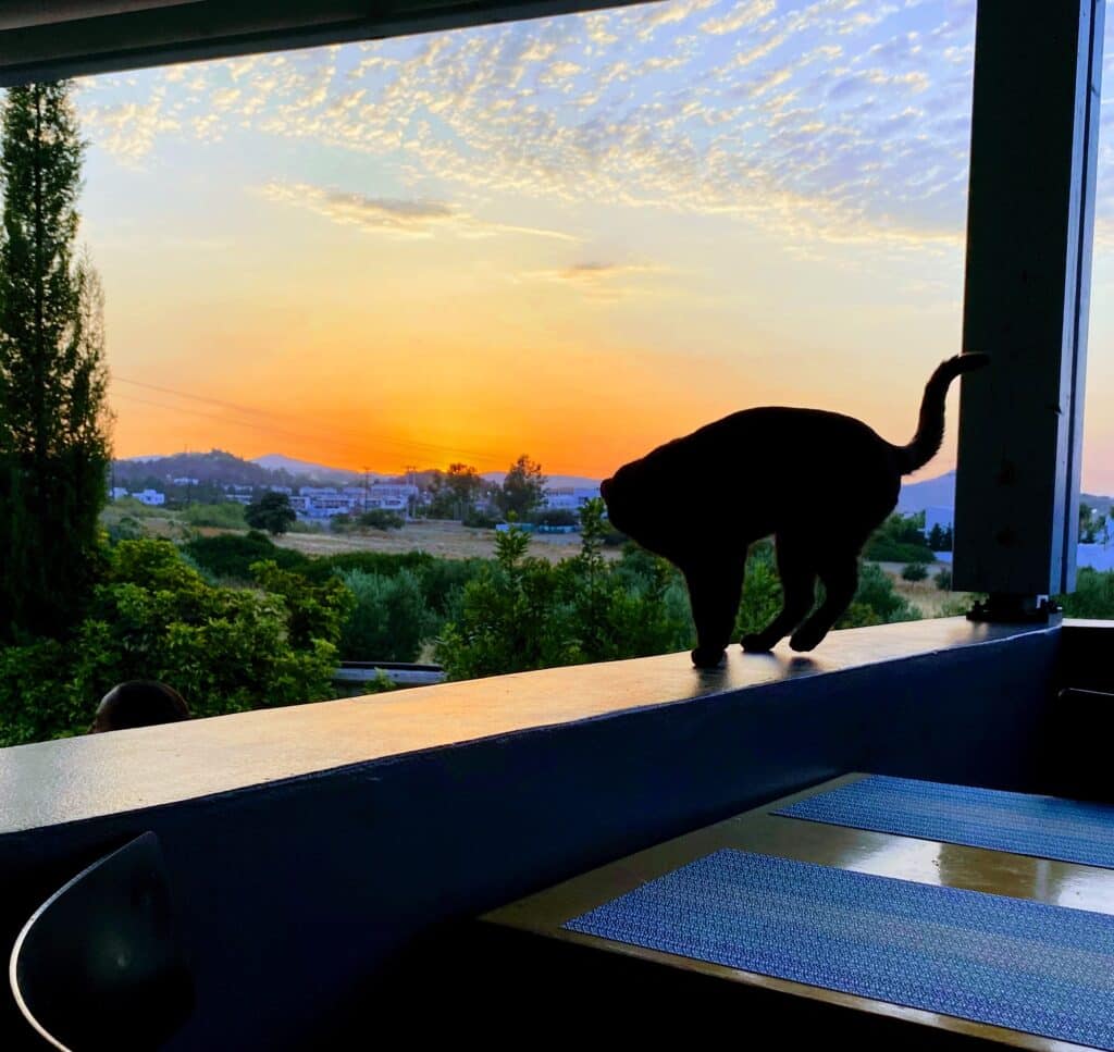 chat rhodes coucher de soleil