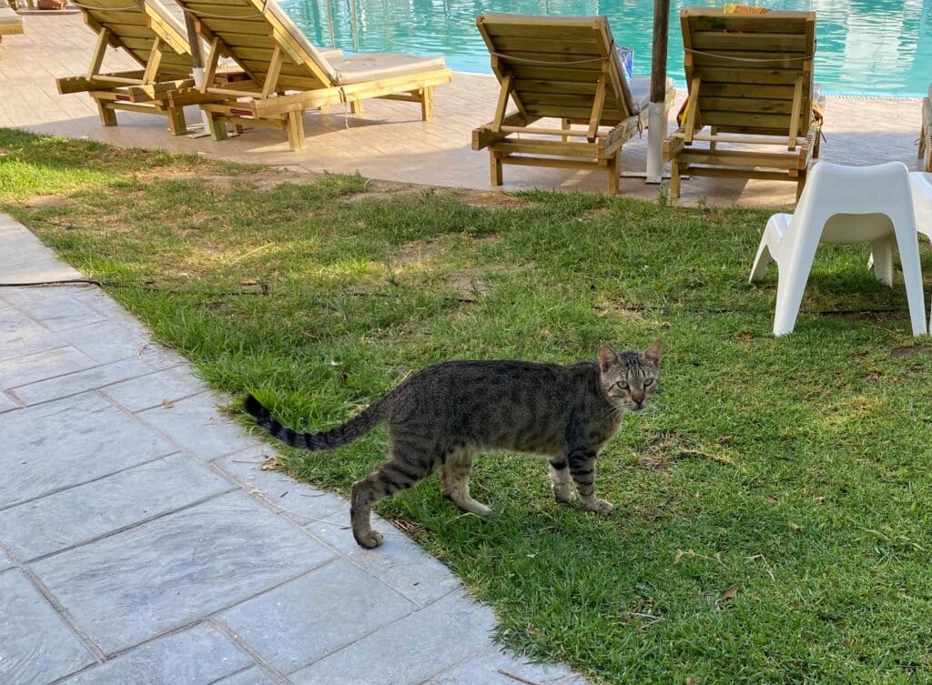 chat rhodes piscine