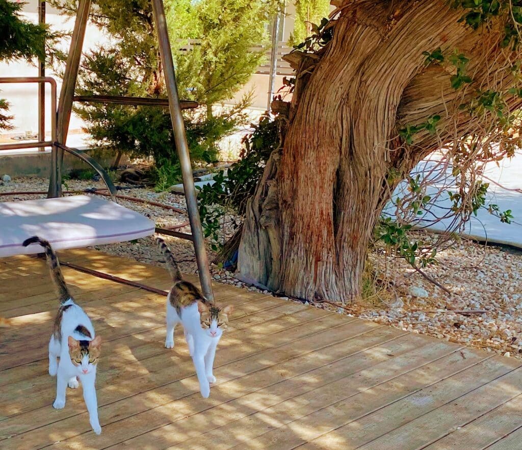 chat rhodes sous un arbre