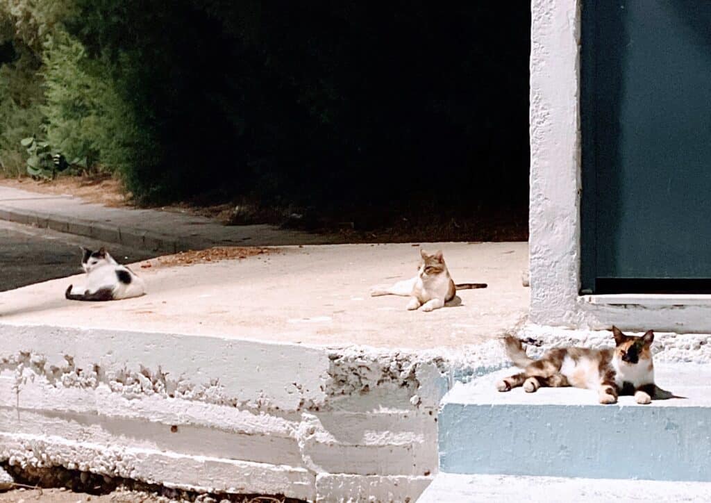 chats rhodes au pelage brillant