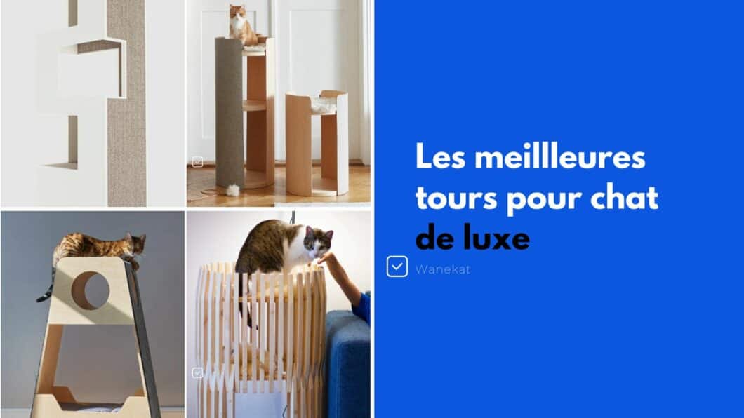 meilleure tour luxe chat