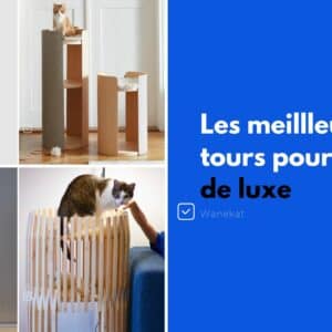 meilleure tour luxe chat