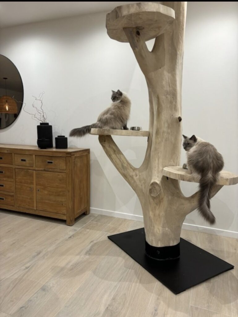 meilleur arbre a chat design contemporain bois naturel