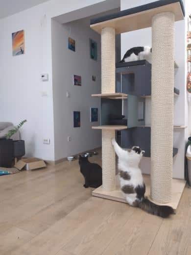 meilleur arbre a chat design contemporain geant