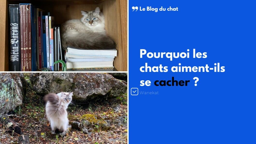 pourquoi les chats aiment se cacher