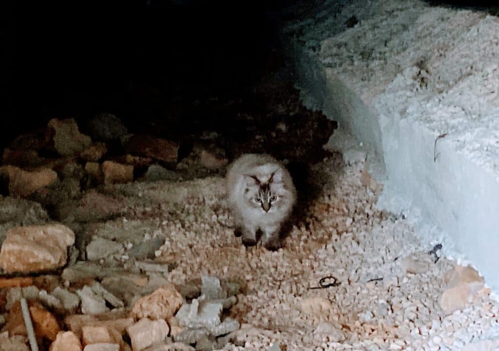 chat lieu sombre souterrain