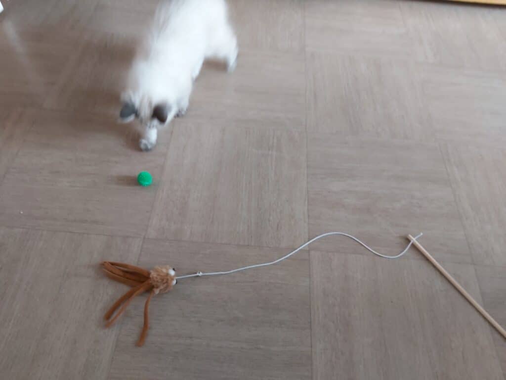 jouets incitent a courir bondir et bouger