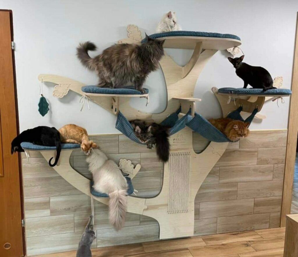 arbre a chat design classement praska