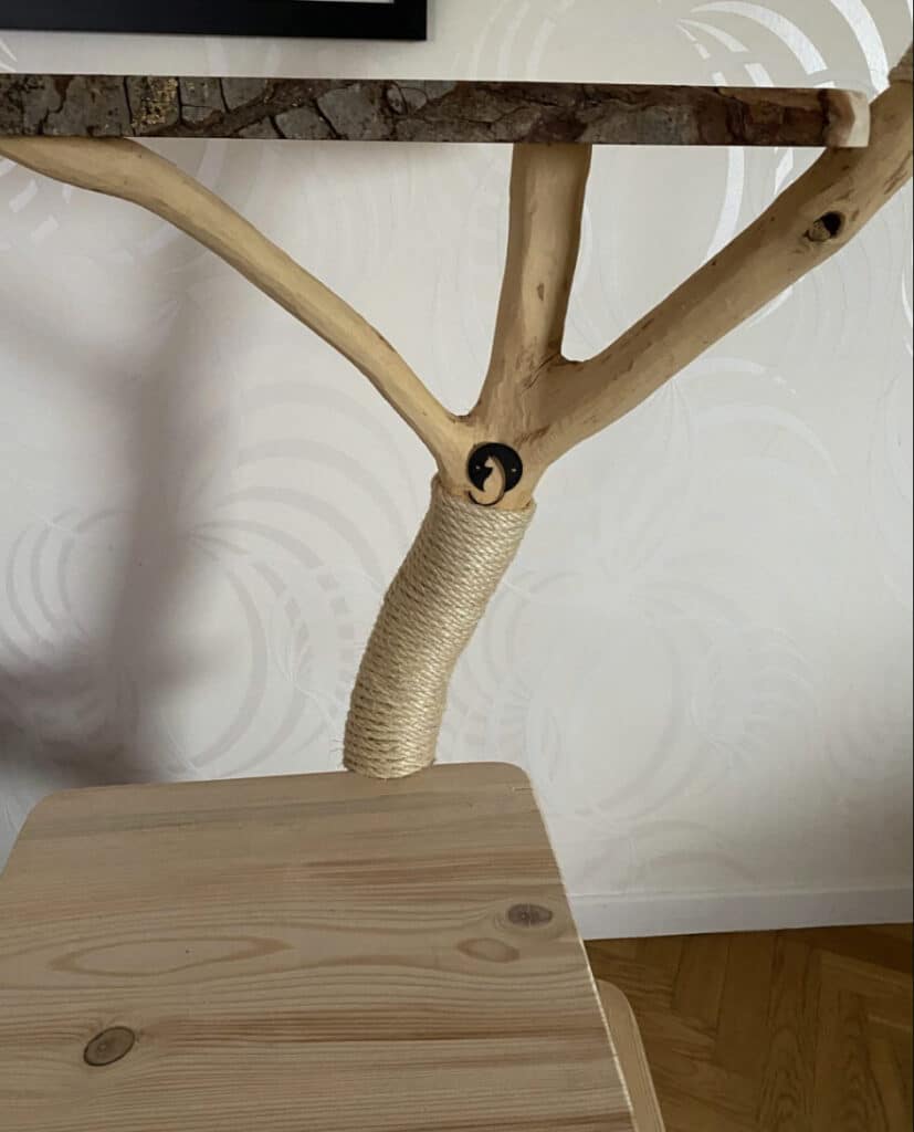 arbre a chat aux asperites denotant un aubier remarquable