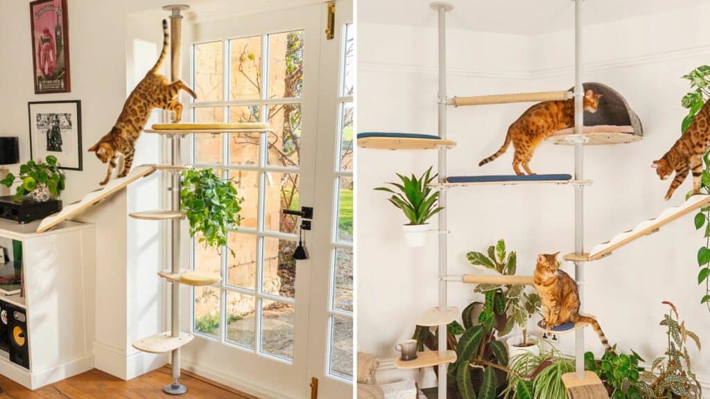 arbre a chat ecosysteme modules