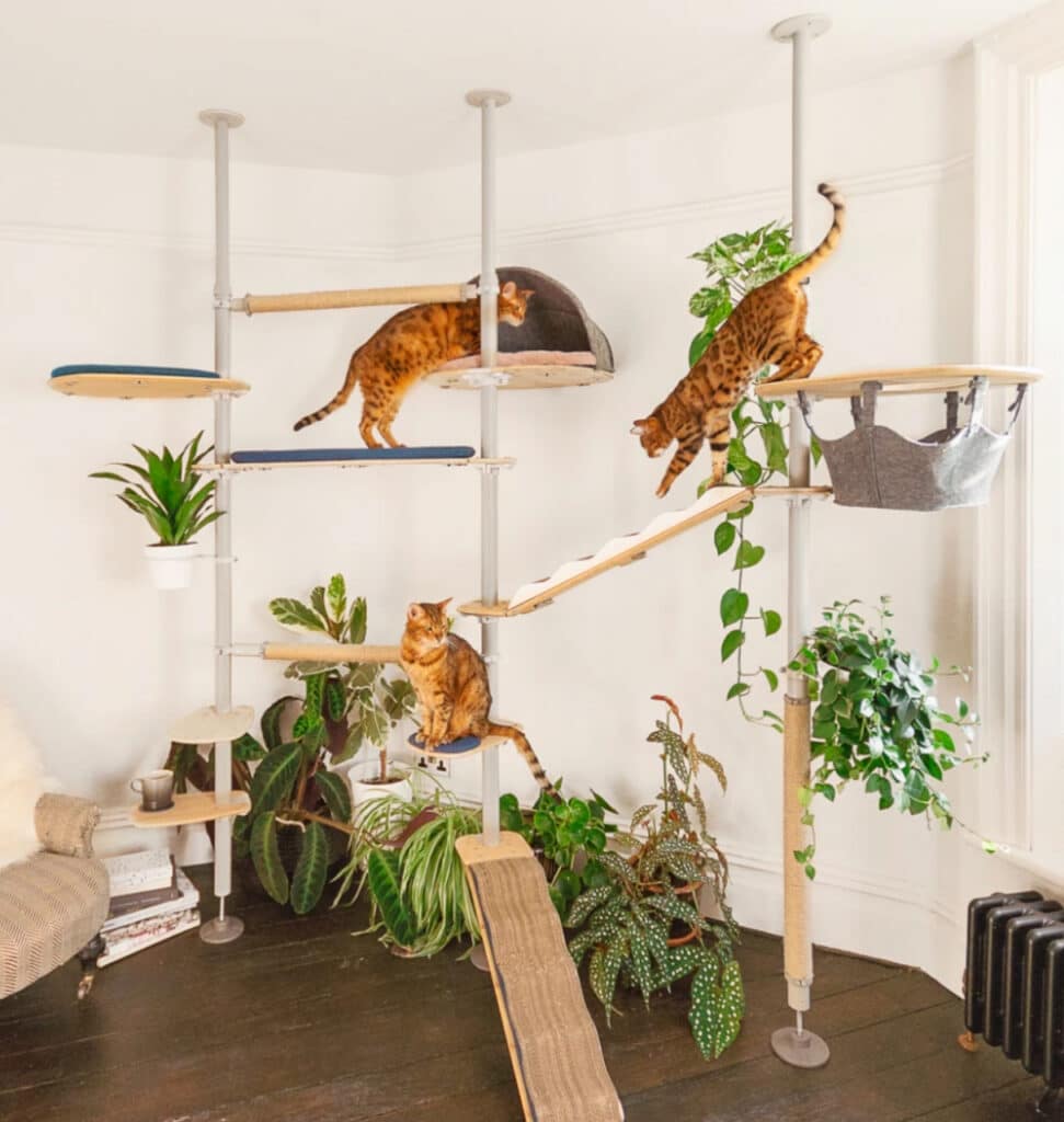 arbre a chat gain de place evolutif