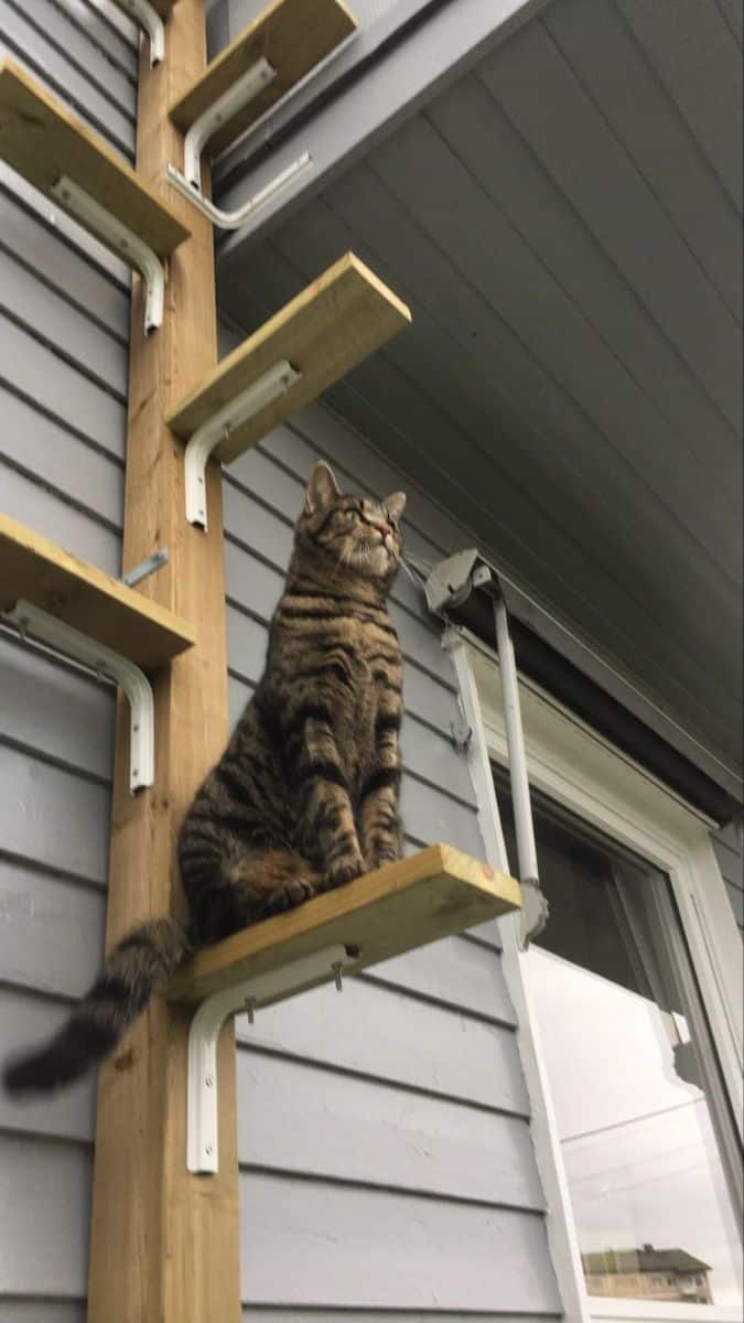 arbre a chat japandi exterieur