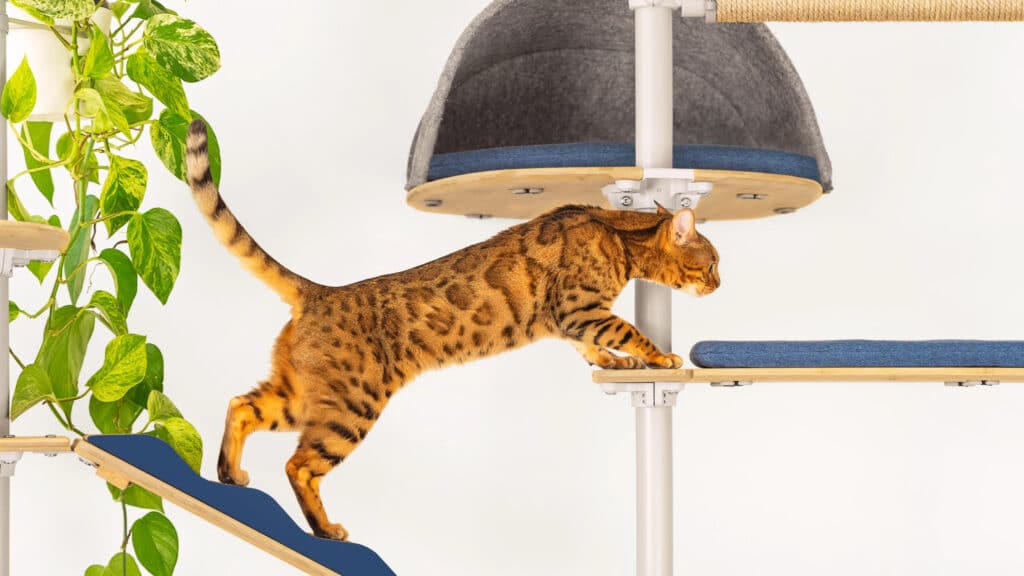 arbre a chat minimaliste accessoires bambou