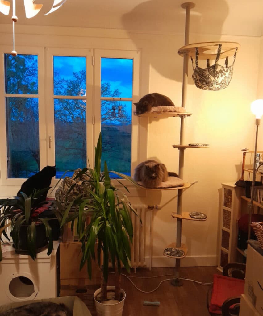 arbre a chat petit appartement en condition reelle