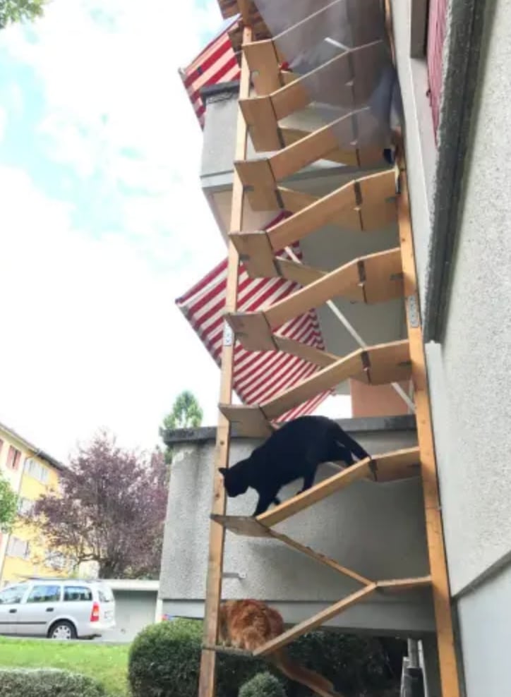 arbre a chat urbain cadre marches inserees